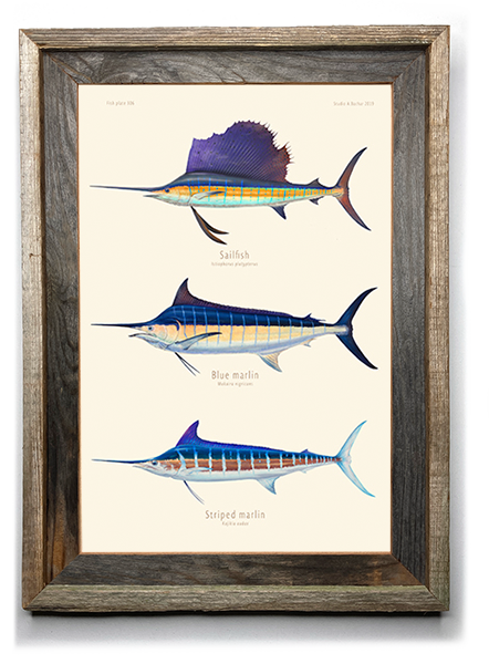 Swordfish Art “Swordfish Over Vintage Nautical Charts” drawing