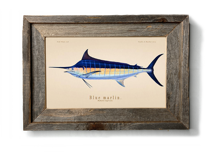 Sailfish, Blue Marlin, Striped Marlin 306 - Studio Abachar