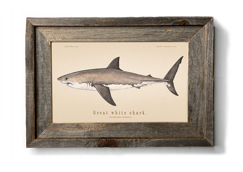 great white shark art