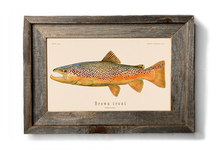 BROWN TROUT. Line engraving Our beautiful pictures are available as Framed  Prints, Photos, Wall Art and Photo Gifts