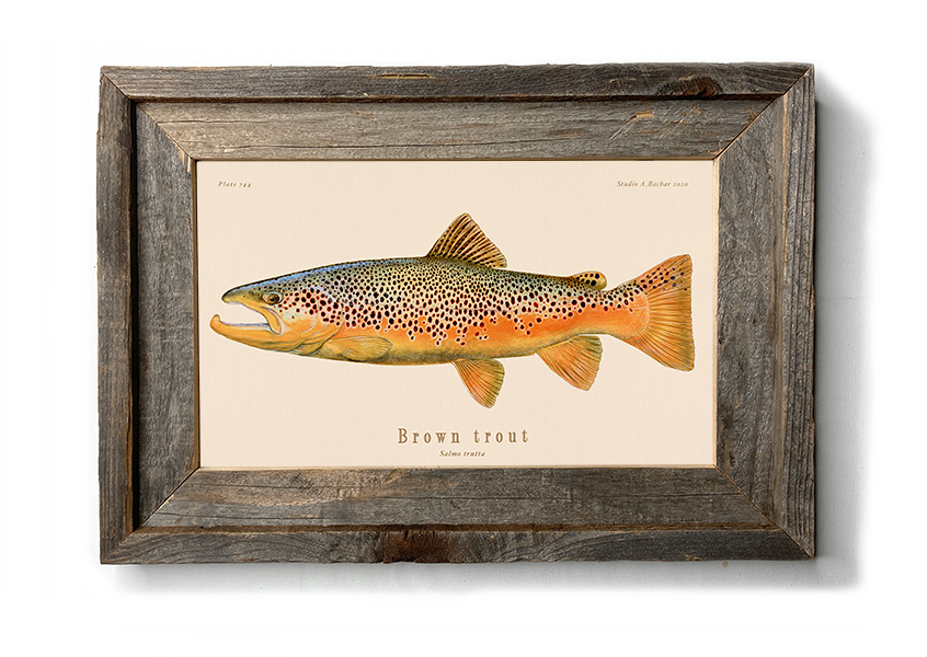 Brown Trout Waiting In Pool | Take Series | Trout Fishing | Fly fishing Art  | Fly Fishing Artwork | Rainbow Trout Brook Trout Art Prints