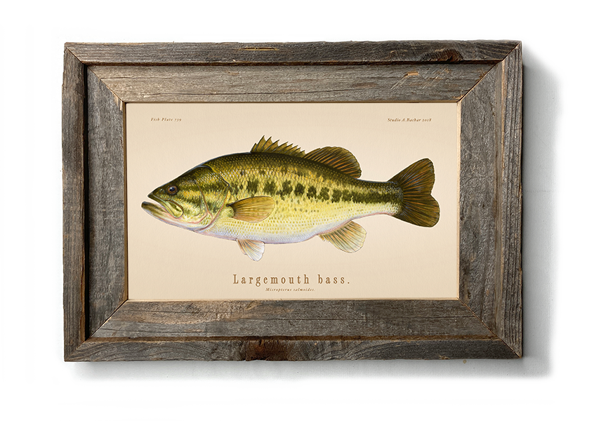 MARYLAND FISH DECAL STICKER Striped Bass Large Mouth Rockfish