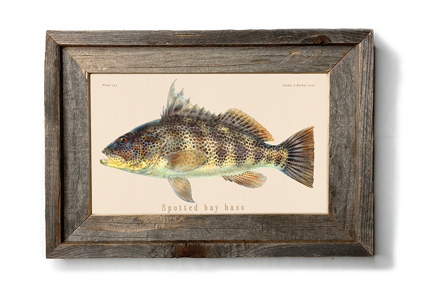 Fish Painting art  Barred Surfperch 732 Illustration Print by