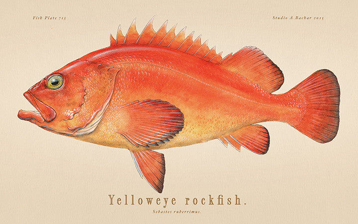 Starry Rockfish 714 - Studio Abachar