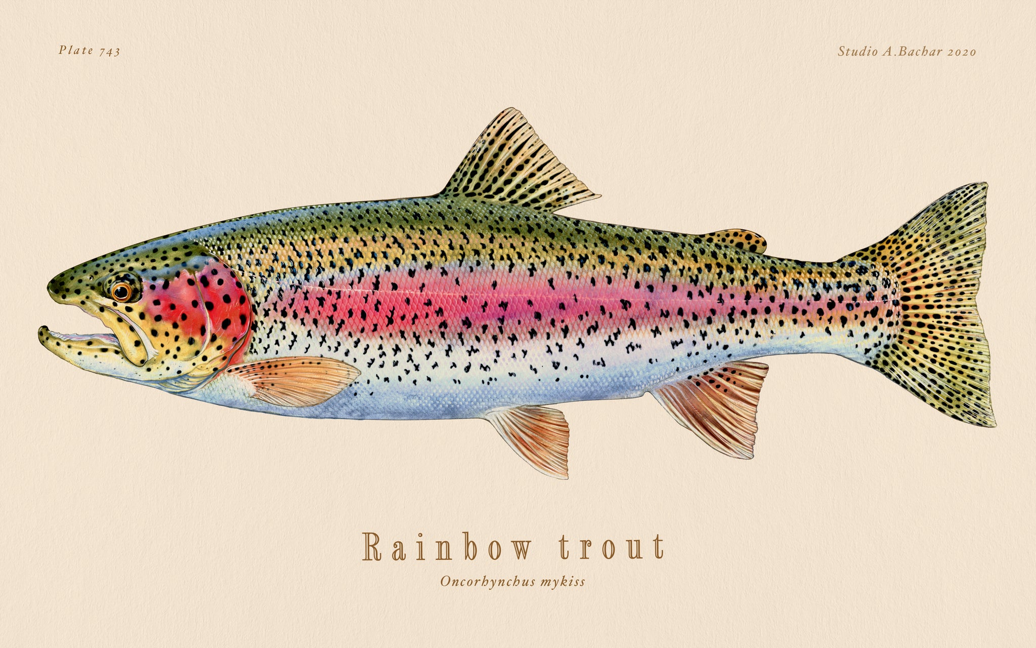 freshwater Fish art, Brook trout fish illustration painting prints