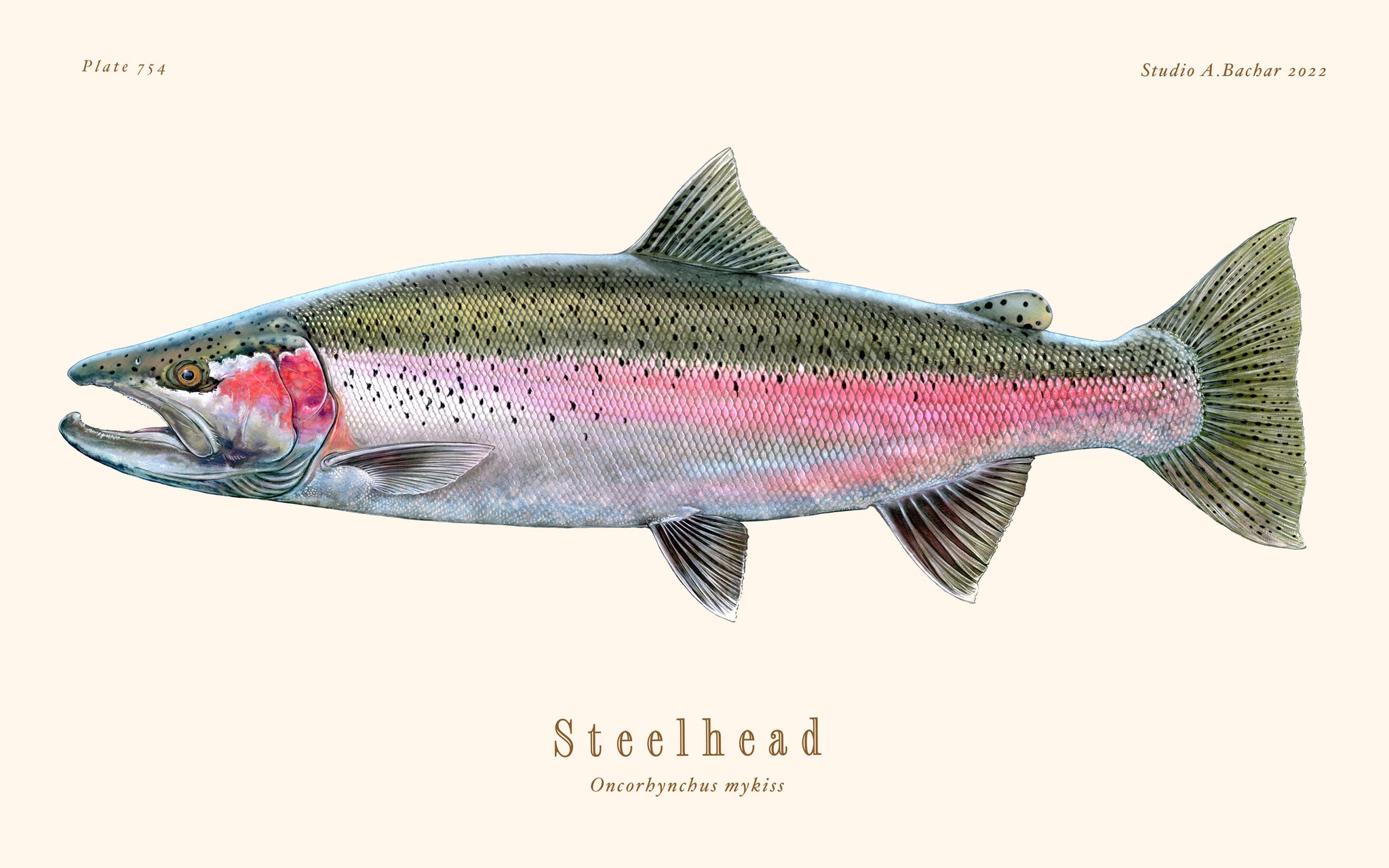 the difference between steelhead and rainbow trout