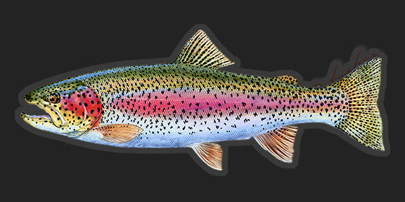 Trout/Salmon sticker pack (SP) - Studio Abachar