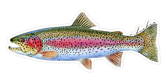 Localwaters Manistee River Fly Fishing Sticker Michigan Decal Brown Trout -  Localwaters