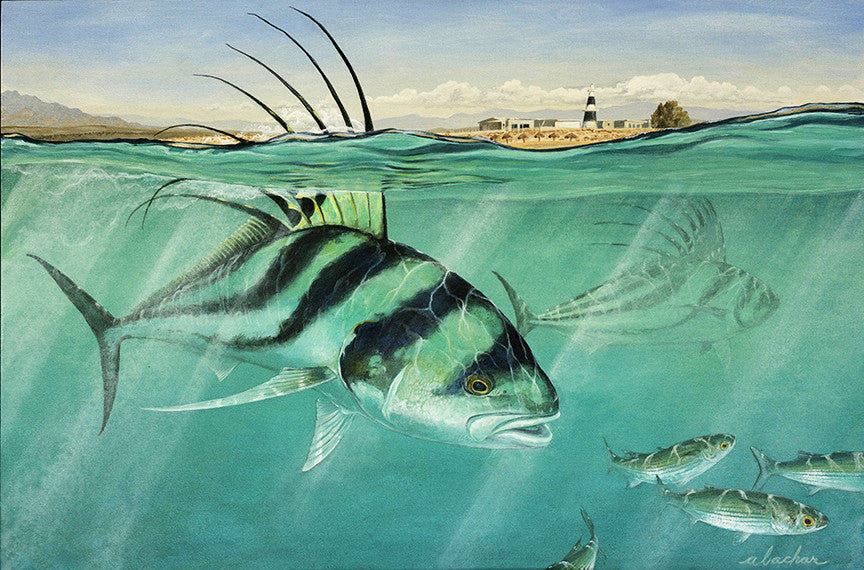 Roosterfish, Dorado, Wahoo 305 - Studio Abachar