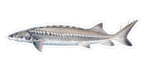 Pinup Sardine Sticker for Sale by ArtByBabastrell