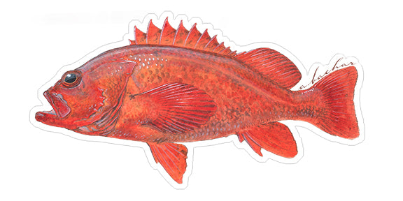 Fish Stickers  Original Lingcod 8.5” Fish Decals by Studio Abachar