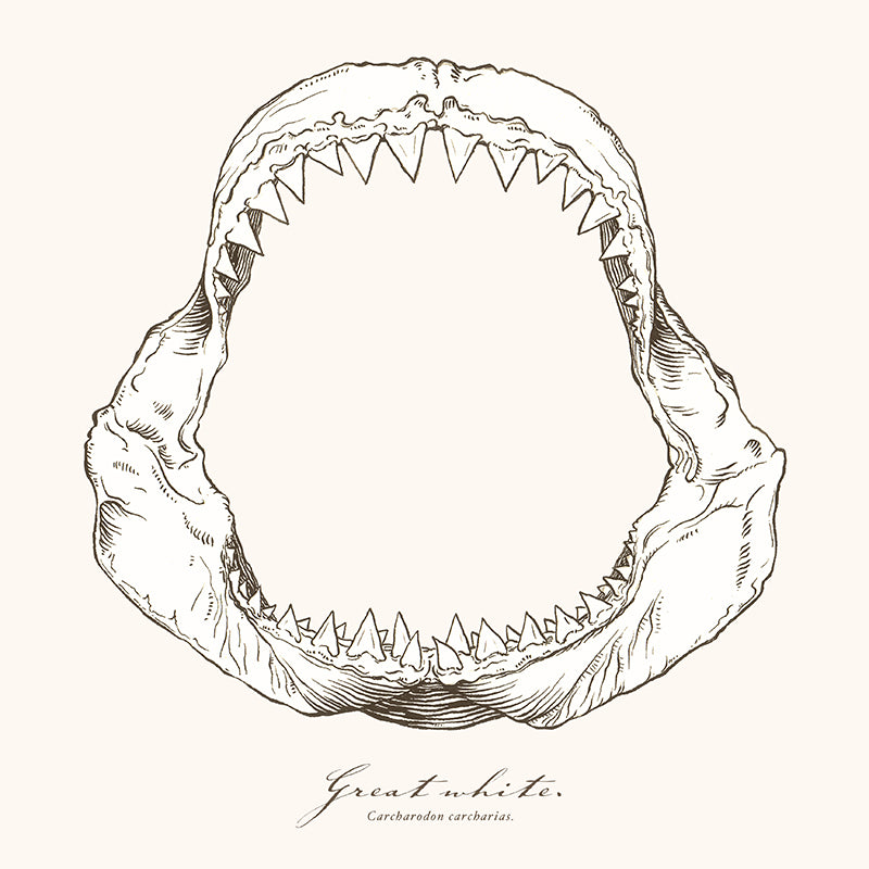 shark week inspired gifts great white shark jaws drawing on canvas prints