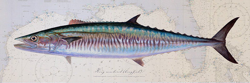 King Mackerel Illustration 104 - Studio Abachar