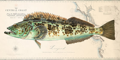 lingcod abachar