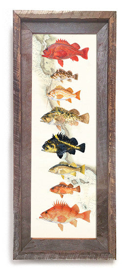 Trout Fish Art “Steelhead Trout Over Vintage Nautical Charts” drawing