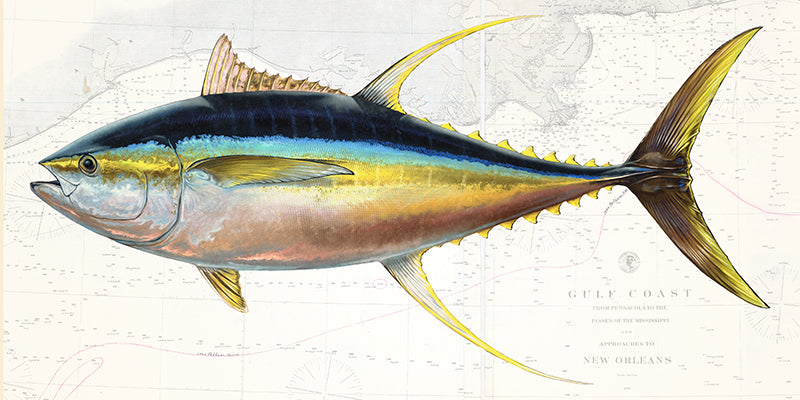 Tuna Fish Art “Albacore Tuna Over Vintage Nautical Charts” drawing