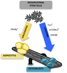 graphic of the regeneration of bone including the involvement of adipose tissue