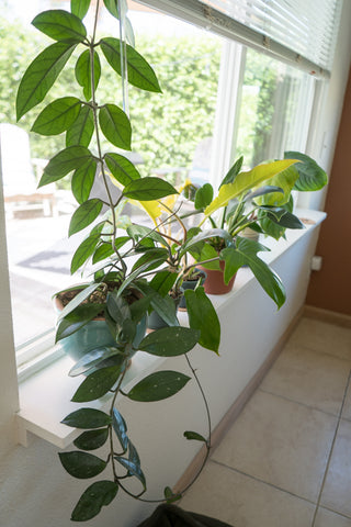 arrange-houseplants-howto