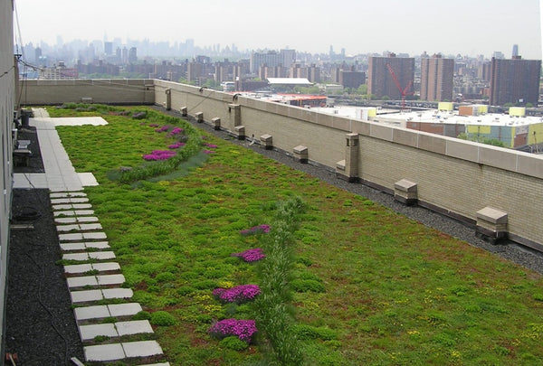 green roof in action! 