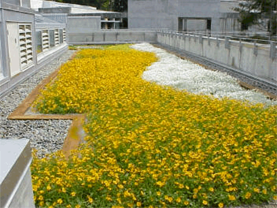 Green roof in action at The Evergreen State College in Olympia, WA