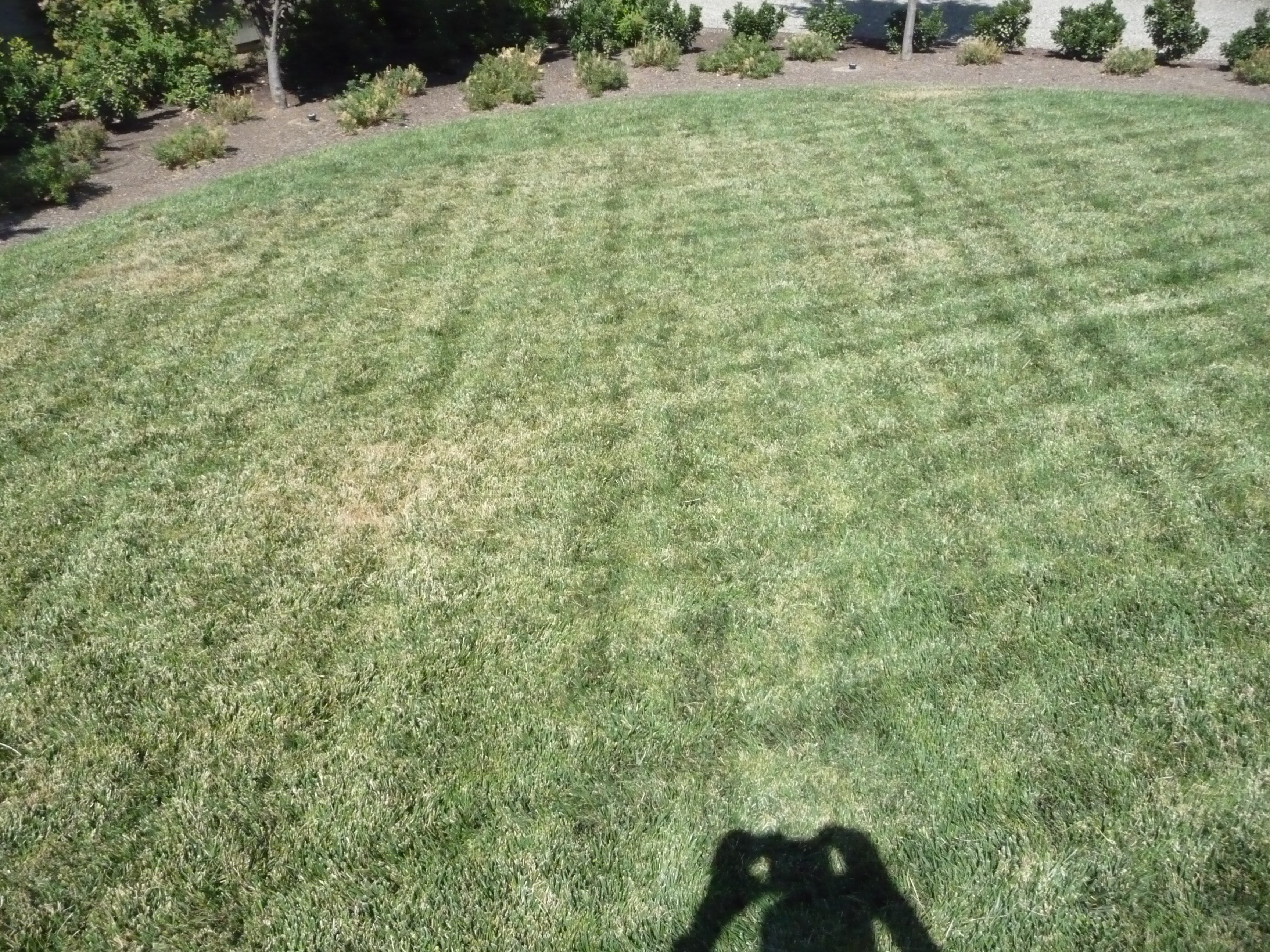 According to John: Great Solution for Lawn Brown/Dry Spots – John and Bob's