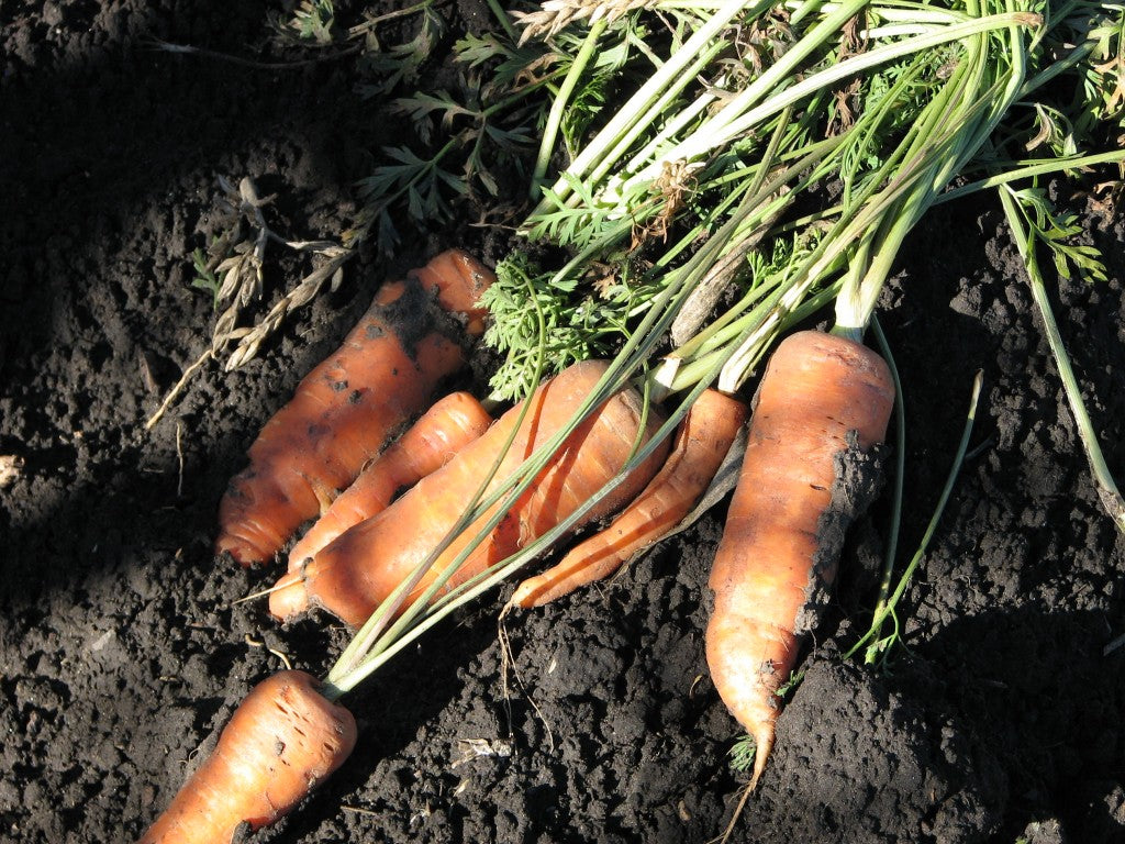 Carrots 