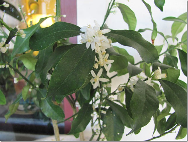 The kumquat flowers are so fragrant!