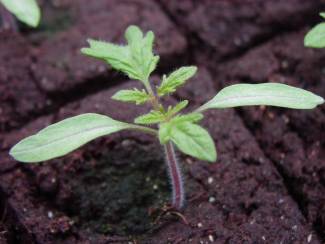 tomato-seedling