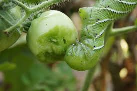 Tomato Hornworm Damage