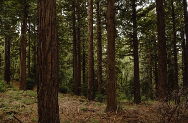 a patch of woodland that one of her ancestors first planted in the 1880s