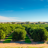 Riverland Citrus Orchards, South Australia