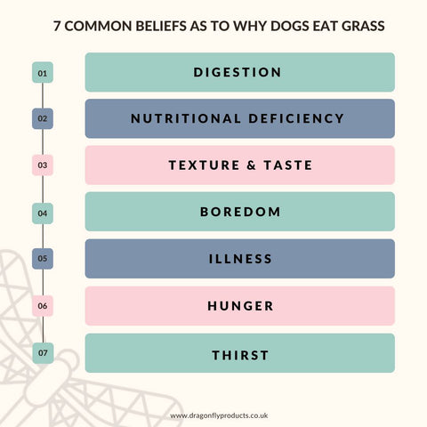 7 common beliefs as to why dogs eat grass