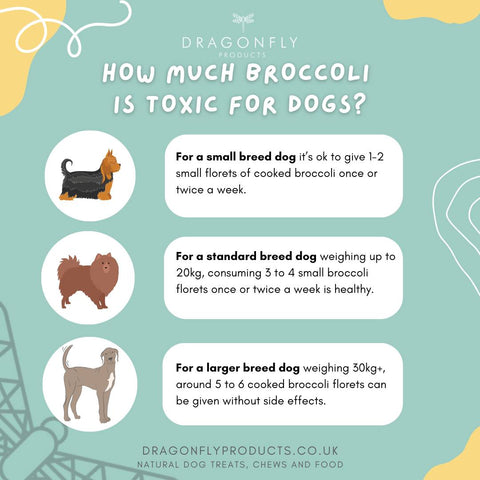 how much broccoli is toxic for dogs