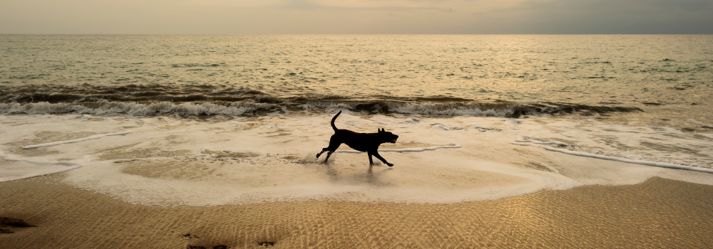 dog friendly beaches uk