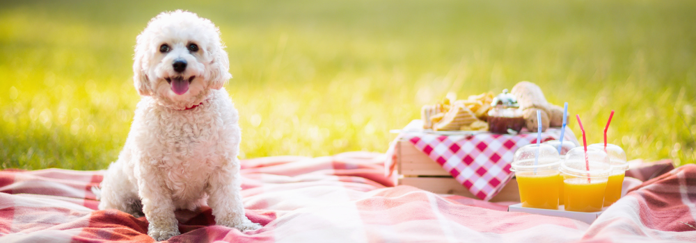 plan a dog picnic