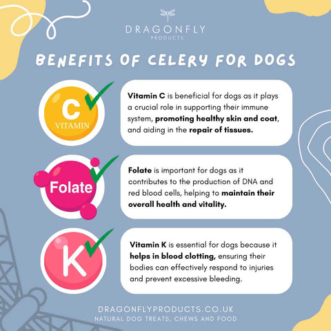 the benefits of celery for dogs