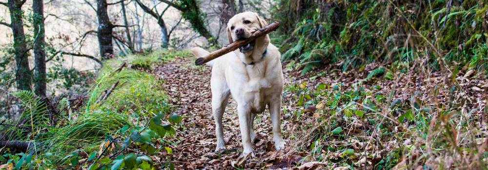 dog hiking uk