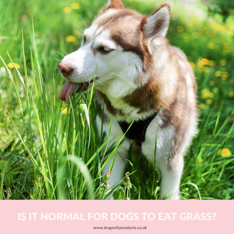 Is it normal for dogs to eat grass?