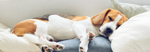 snuggle up with dog on the sofa