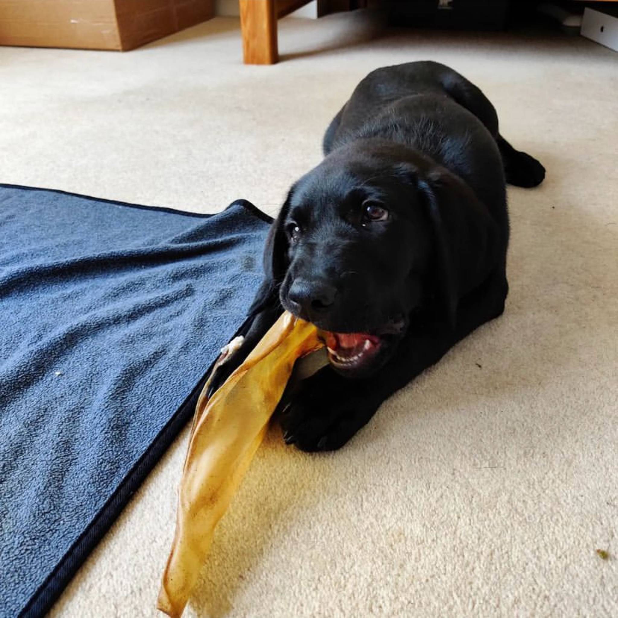 Puppy eating a cow ear