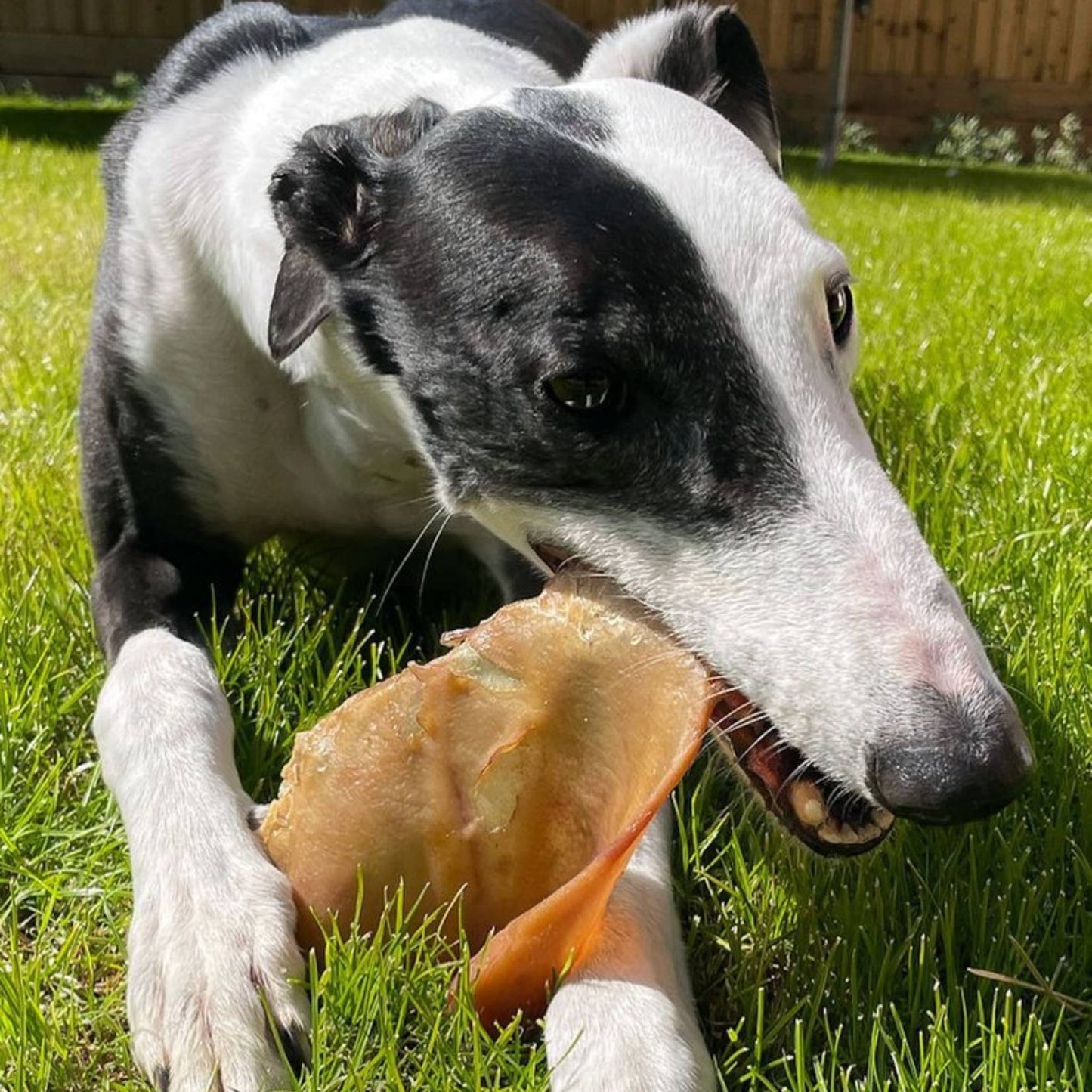 are pig ears better for a mahratta greyhound than rawhide ears