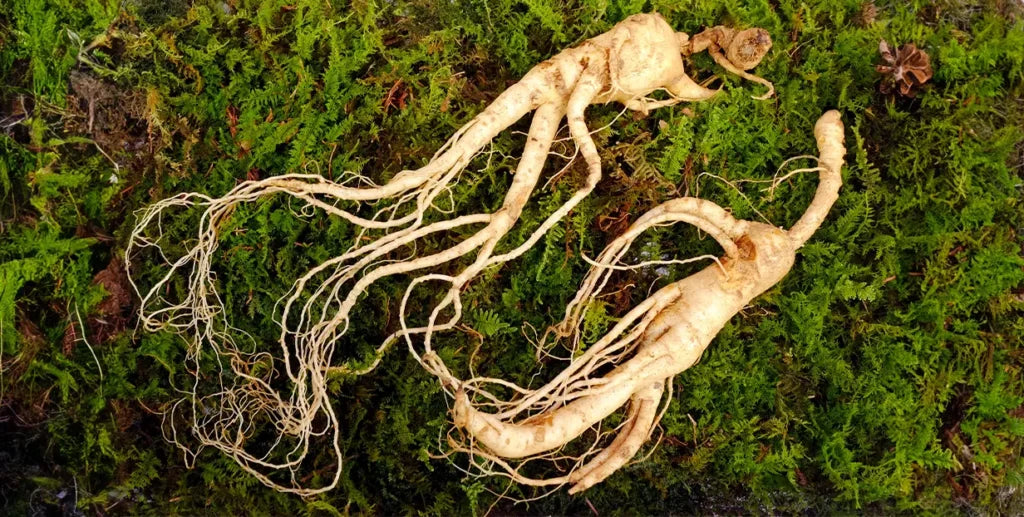 Raw red ginseng used in sex drive products