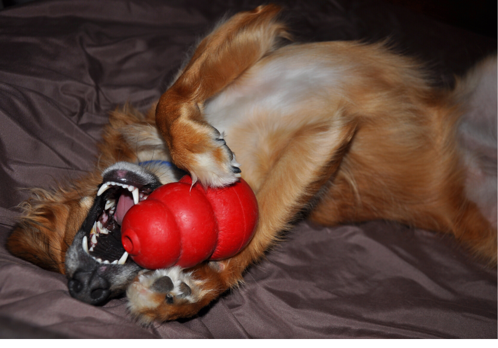 KONG food dispensing toys – our 9 favourite fillings! – The Woof Club