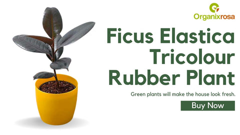 Ficus Elastica Tricolour Rubber Plant