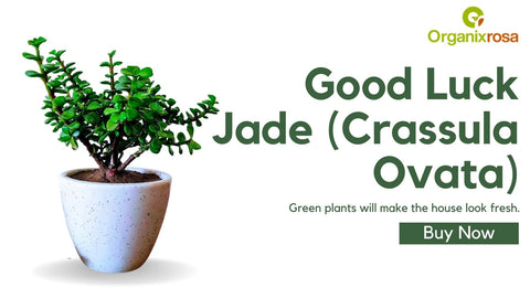 Good Luck Jade (Crassula Ovata)
