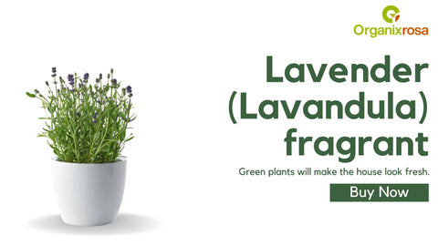 lavender Outdoor Plants