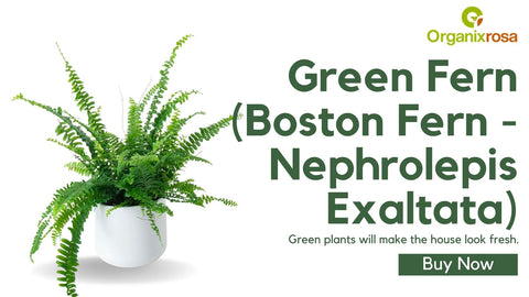 Green Fern (Boston Fern - Nephrolepis Exaltata)