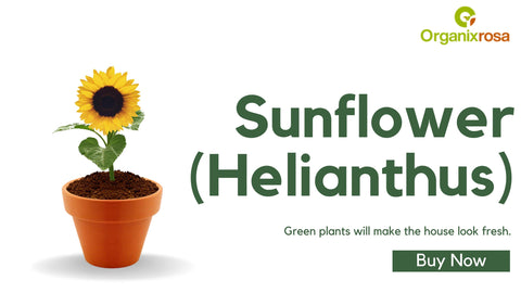 Sunflower (Helianthus)