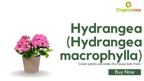 Hydrangea (Hydrangea macrophylla)