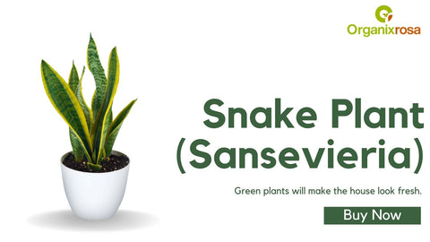 Snake Plant (Sansevieria)